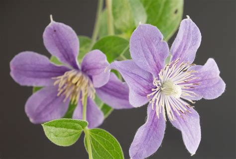 Clematis Arabella ist auch für Anfänger bestens geeignet •。